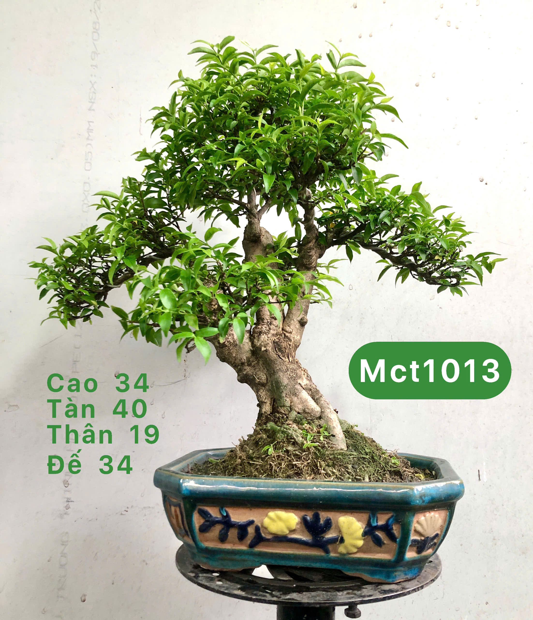 Tổng hợp cây bonsai để bàn